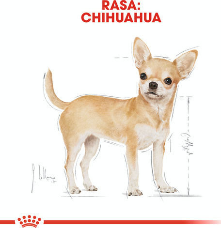Royal Canin Adult Chihuahua 1.5kg Dry Food Gluten-Free for Adult Small Breed Dogs with Rice and Poultry