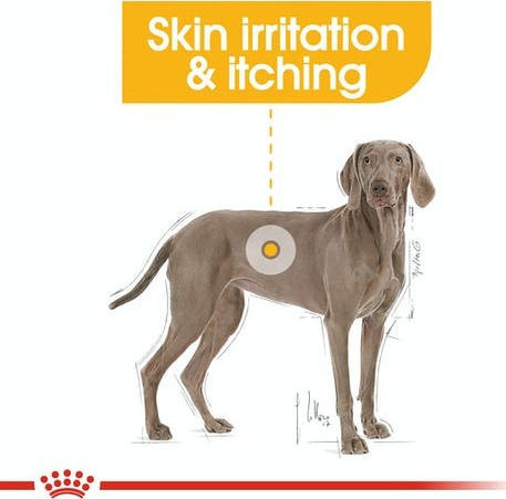 Royal Canin Dermacomfort Maxi 3kg Trockenfutter für erwachsene Hunde großer Rassen mit Reis
