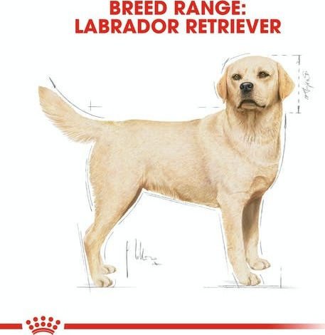 Royal Canin Adult Labrador Retriever 12kg Dry Food Gluten-Free for Adult Large Breed Dogs with Poultry and Rice