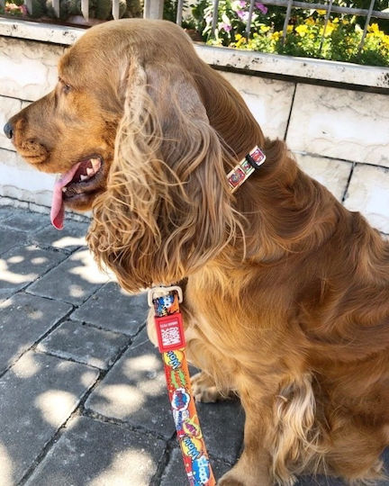 Max & Molly Dog Leash/Lead Strap Heroes Small 1.20m up to 110kg