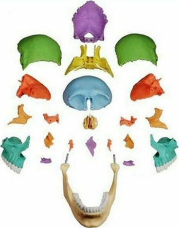 3b Scientific Medizinische Trainingsmannequin Schädel/Kopf