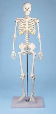 Erler Zimmer Tom Modell des menschlichen Skeletts