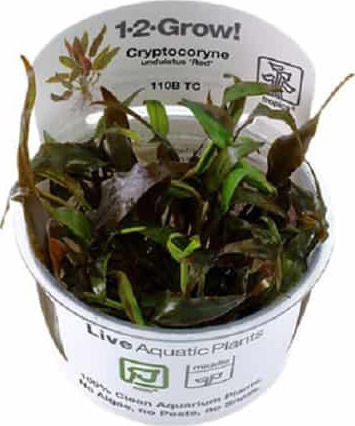 Tropica Cryptocoryne Undulata Red 1-2-Grow