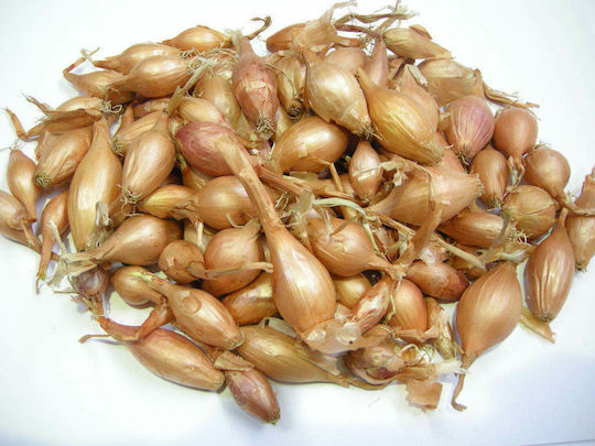 Gemma Bulb Ceapă Ceapă albă 1kg