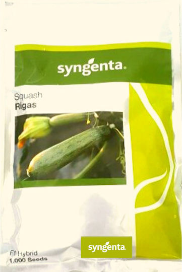 Syngenta Σπόροι Κολοκυθιού Rigas Πράσινο 1000τμχ