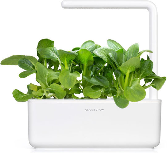 Click and Grow Seeds Chinese Cabbage 3pcs