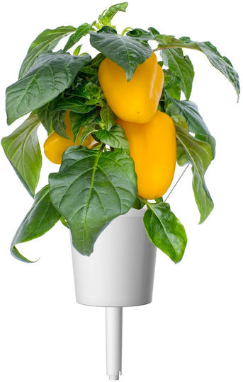 Click and Grow Σπόροι Πιπεριάς Κίτρινη 3τμχ