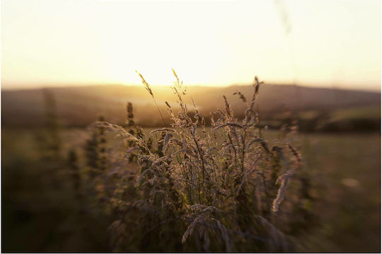 Lensbaby Sweet 50 Optic Convertor obiectiv