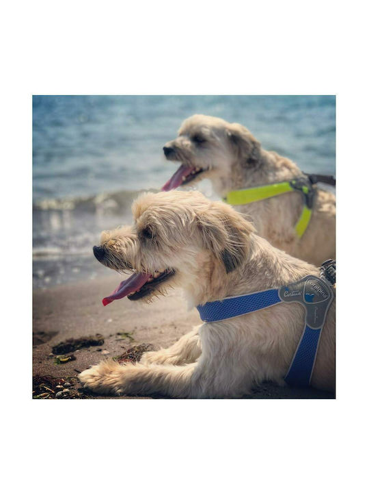 Pet Camelot Dog Harness Cinquetorri Electric 6 Blue 45-55cm C100BE060