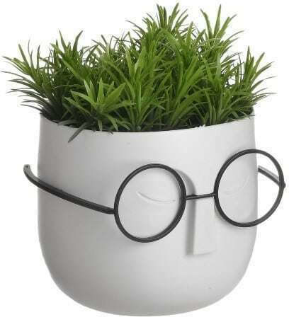 Sukkulente Pflanze in Topfpflanze 13cm Verschiedene Farben Click
