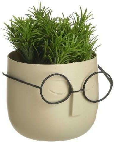 Sukkulente Pflanze in Topfpflanze 13cm Verschiedene Farben Click