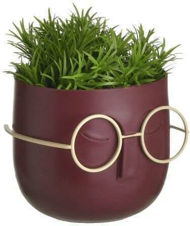 Sukkulente Pflanze in Topfpflanze 13cm Verschiedene Farben Click