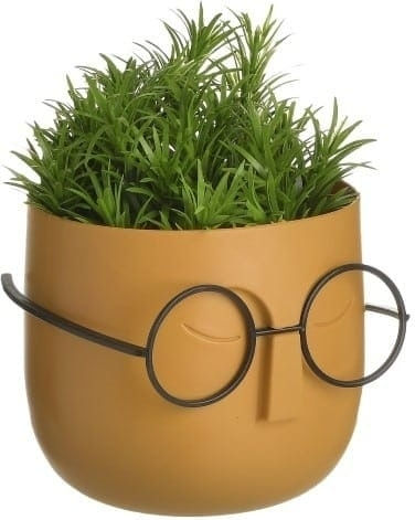 Sukkulente Pflanze in Topfpflanze 13cm Verschiedene Farben Click
