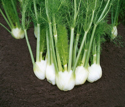 Bejo Solaris F1 Seeds Fennel 2500pcs