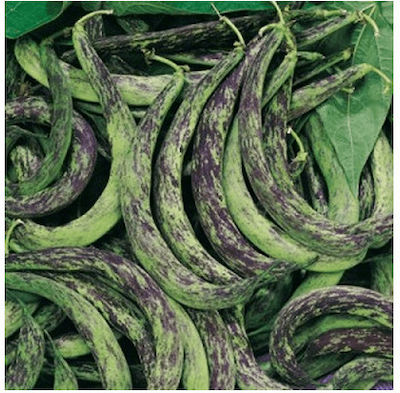 Gemma Seeds Beans 65gr/65pcs