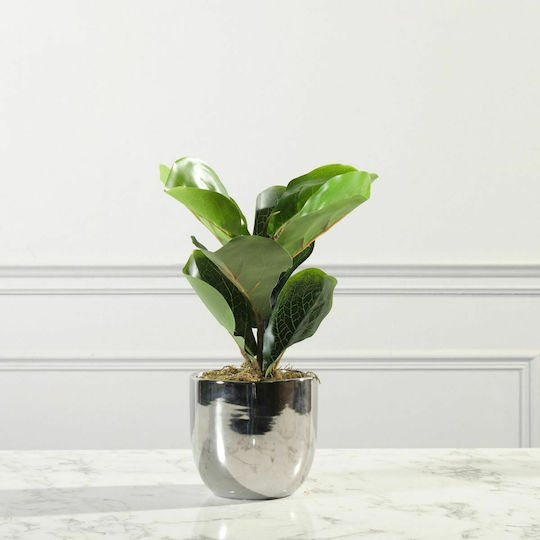 Ficus Lyrata În Ghiveci Supergreens Ficus Lyrata În Ghiveci Supergreens