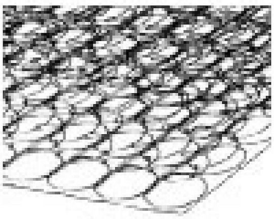 Orion Strom 001 Basic Единичен Ортопедичен Матрак 90x200x22см