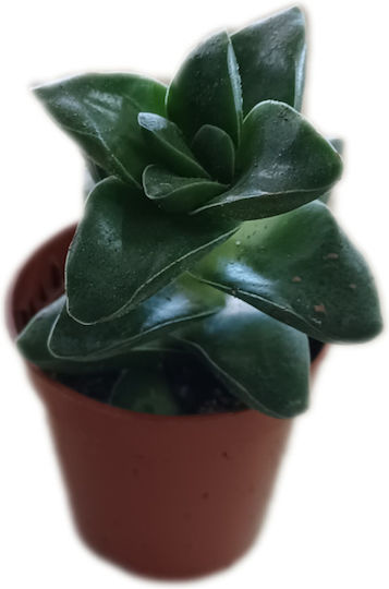 Crassula 'springtime' 5.5cm