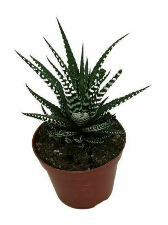 Haworthia 'alba' 8cm