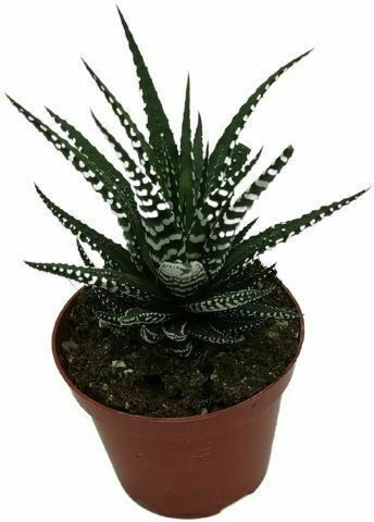 Haworthia 'alba' 8cm