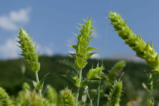Symbeeosis Τσάι του Βουνού Βιολογικό Προϊόν Organic Mountain Flowers 25gr