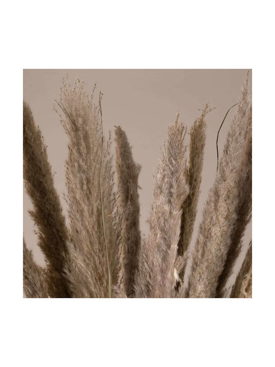 GloboStar Dried Plant Pampas Grass Brown/Grey 80cm