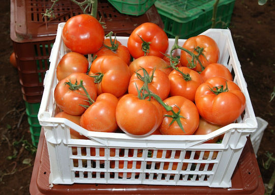 Bejo Seeds Tomatoς 1000pcs