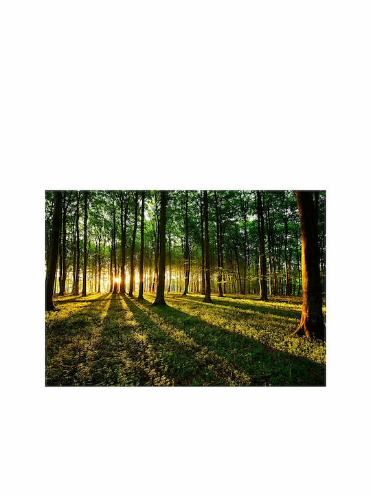 Fototapet de Perete 250x175cm Spring: Morning in the Forest Tesatura