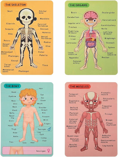 Tooky Toys Μαγνητικό Παιχνίδι Κατασκευών Μαθαίνω το Σώμα μου για Παιδιά 3+ Ετών