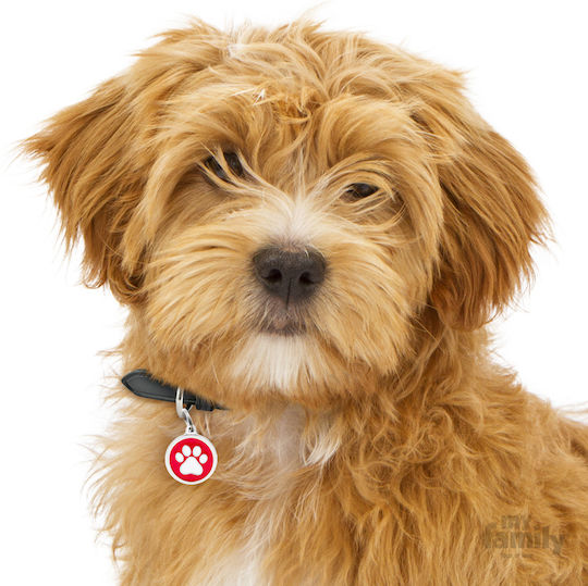My Family Roter Kreis Weißer Pfote Hund-Identifikationsmarke Osterkerzen Metall Personalisierung