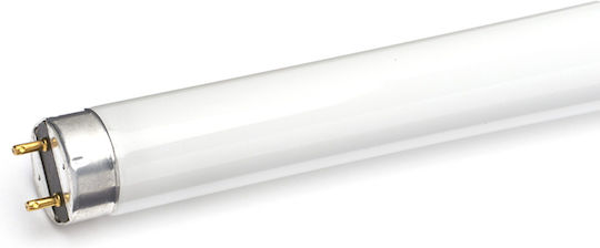Aca Fluorescent Lamp for Socket G13 with Shape T8 36W