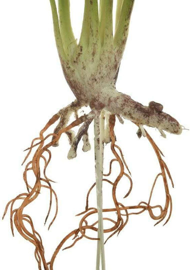 Artificial Decorative Branch Monstera Branch Green 51cm Inart