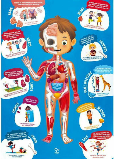Kids Puzzle Human Body for 3+ years+ Years 60pcs Hape