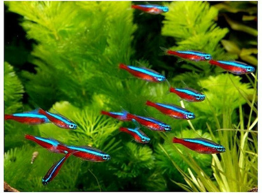 Ζωντανα Kaρδιναλιοι Τετρα Amazon Mini 2.5 - 3.0 cm