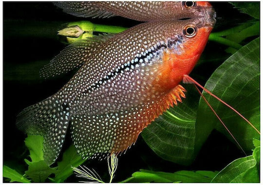 Gourami Pearl Trichopodus Leerii 4,5cm