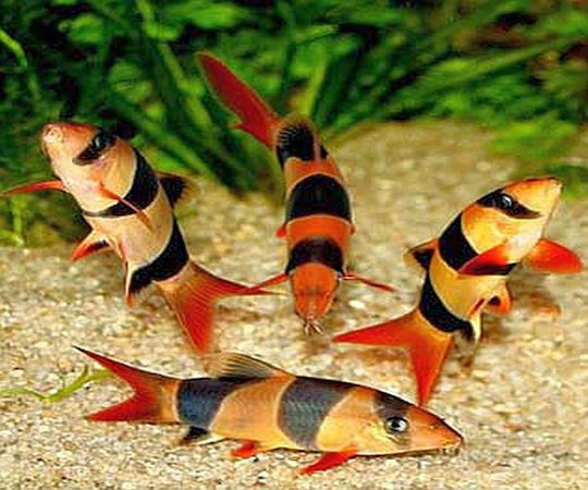 Abyssos Clown Loach (Chromobotia Macracanthus) 5cm