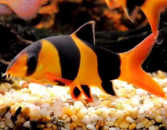 Abyssos Clown Loach (Chromobotia Macracanthus) 5cm