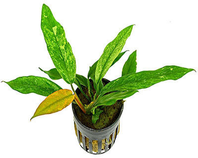 SonGrow Songrow Anubias Barteri Glabra