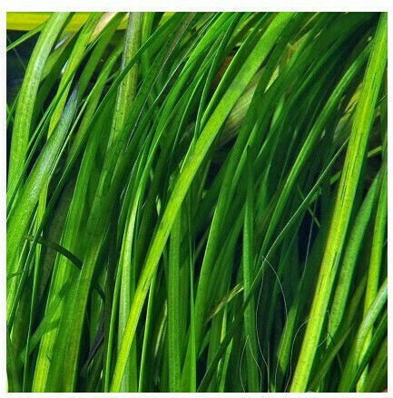 Misirlis Aquarium Vallisneria Spiralis Tiger(φπ)