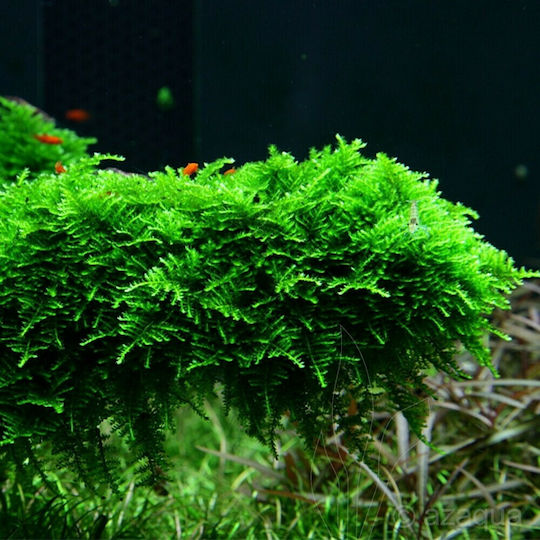 Vesicularia Dubyana Christmass Moss Vitro Lebende Aquarium Pflanzen