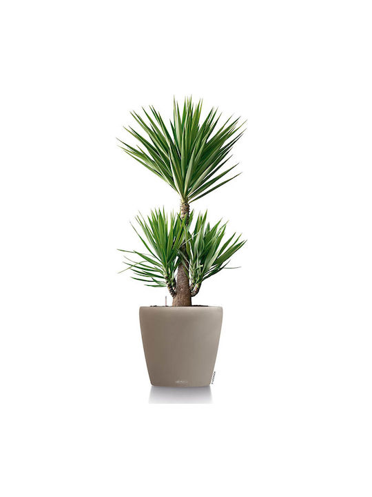 Lechuza Classico Self-watering Pot Plastic Sand Brown 21.5x21.5x20cm.