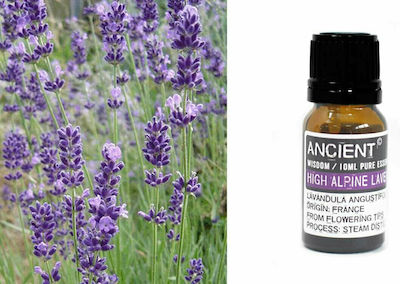 Ancient Wisdom Essential Oil Lavender 10ml