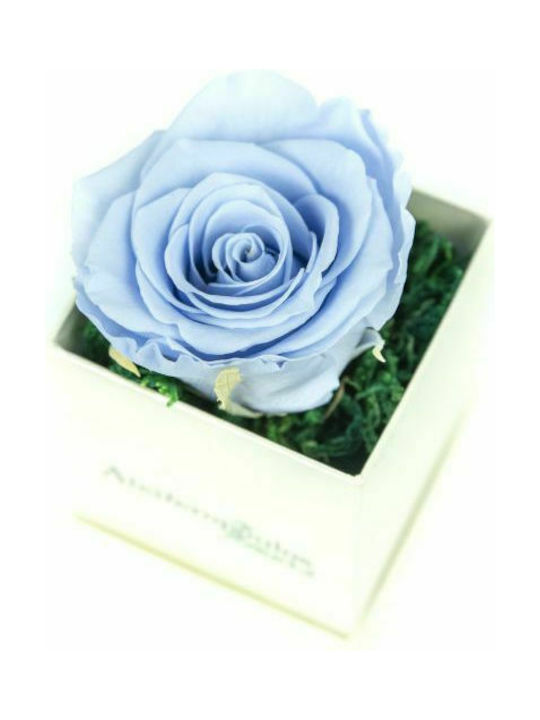 Eternal Rose Light Blue 9cm in Box Aleiferopoulos Flowers