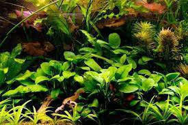 SonGrow Anubias Nana