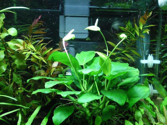 SonGrow Anubias Nana