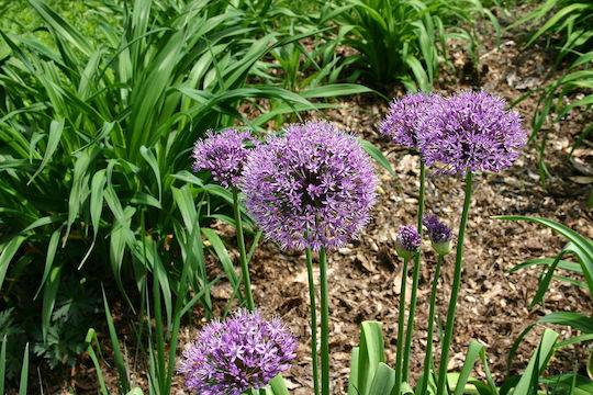 Gemma Allium Aflatunense Bulbs 5pcs