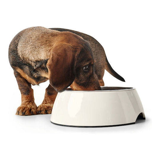 Hunter Stainless Steel Bowl Food & Water for Dog & Cat 160ml 14.5cm in White Color