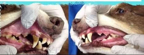Healthy Pet Diamond White Teeth Λιχουδιά για Σκύλους & Γάτες κατά της Πέτρας & Πλάκας 220gr