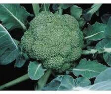 Syngenta Seeds Broccoli Montop