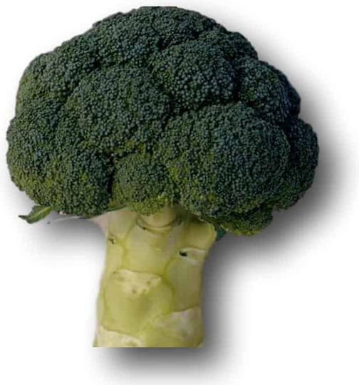 Syngenta Seeds Broccoli Montop